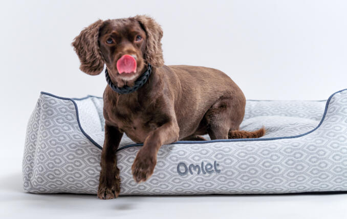 Ein Retriever auf einem nachhaltig gerfertigten Designer-Hundenest von Omlet in der Größe Large
