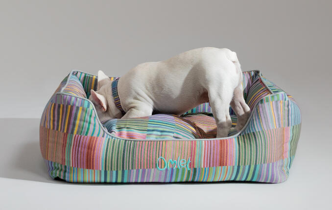 White Frenchie burrowing in a stylish designer Omlet Nest Dog Bed