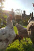 The Peck Toy gives your chickens variety and keeps them interested for longer