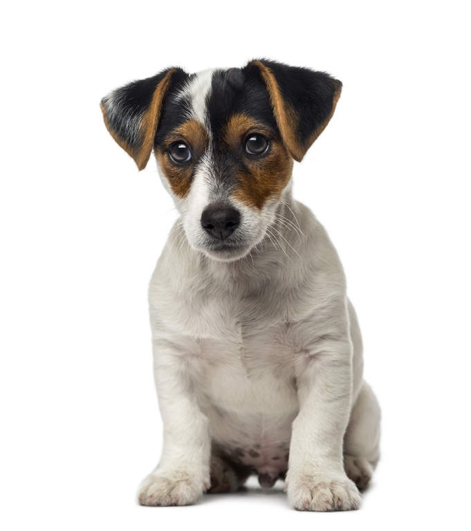 Jack Russell Terrier Dogs Breed Information Omlet