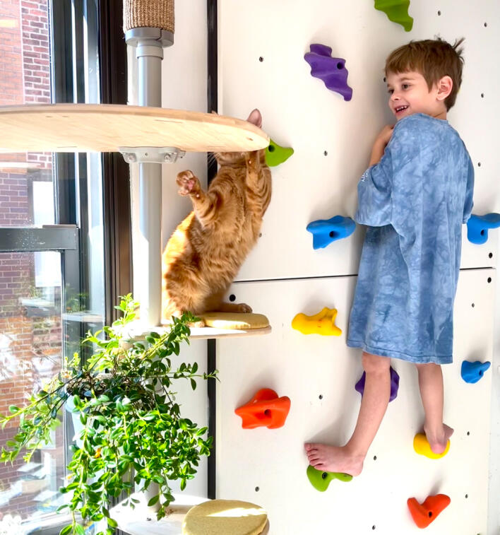 Cat climbing deals rock wall