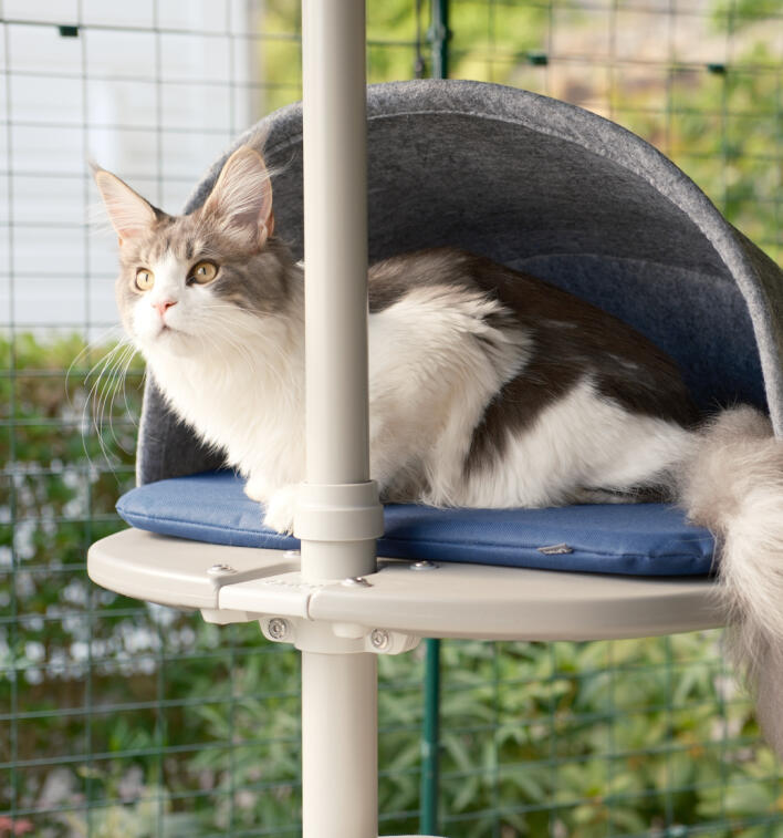 Un gato agazapado en la plataforma de la gatera de exterior
