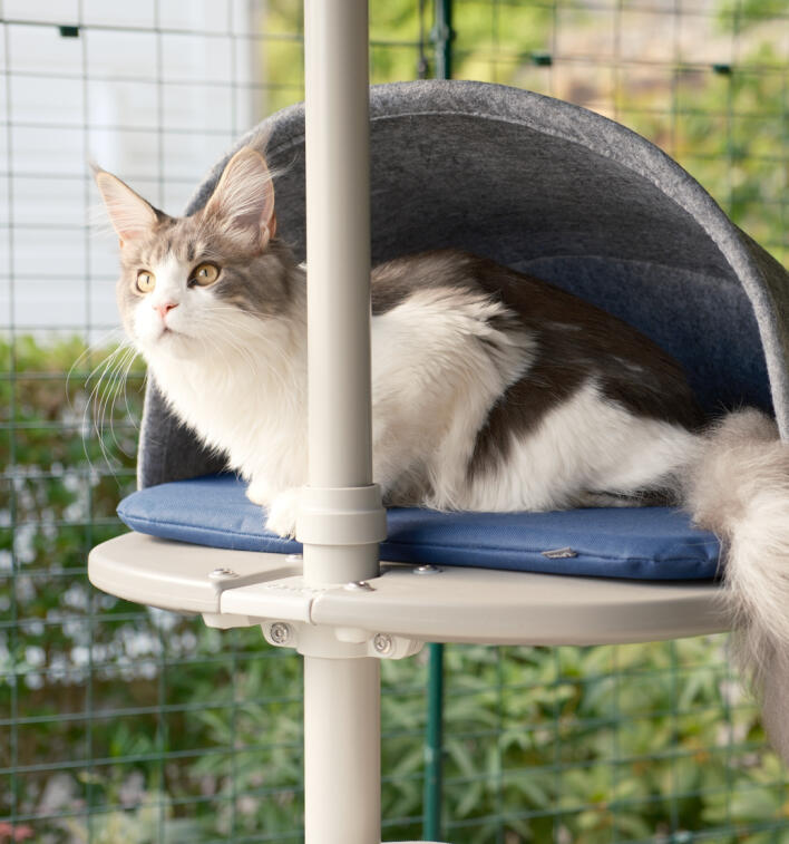 Een kat hurkt in het platformhol dat aan de buitenkattenboom is bevestigd