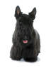Scottish Terrier