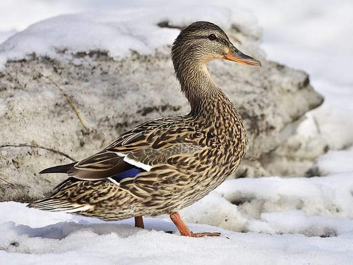 nike mallard duck