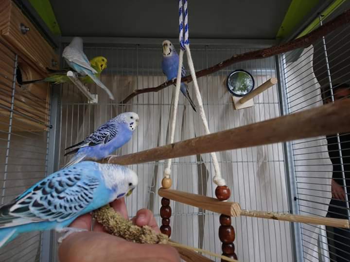 Budgie Colour Types Varieties And Types Budgies Guide Omlet Uk