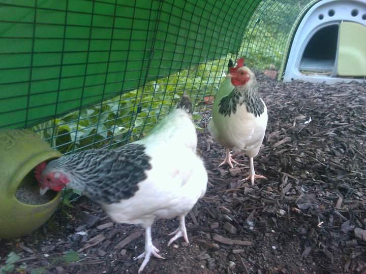 Sussex Bantam Chickens Sussex Bantam For Sale