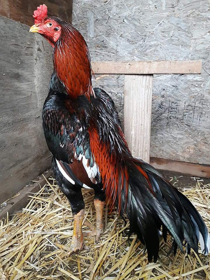 Serama Chickens | Serama For Sale