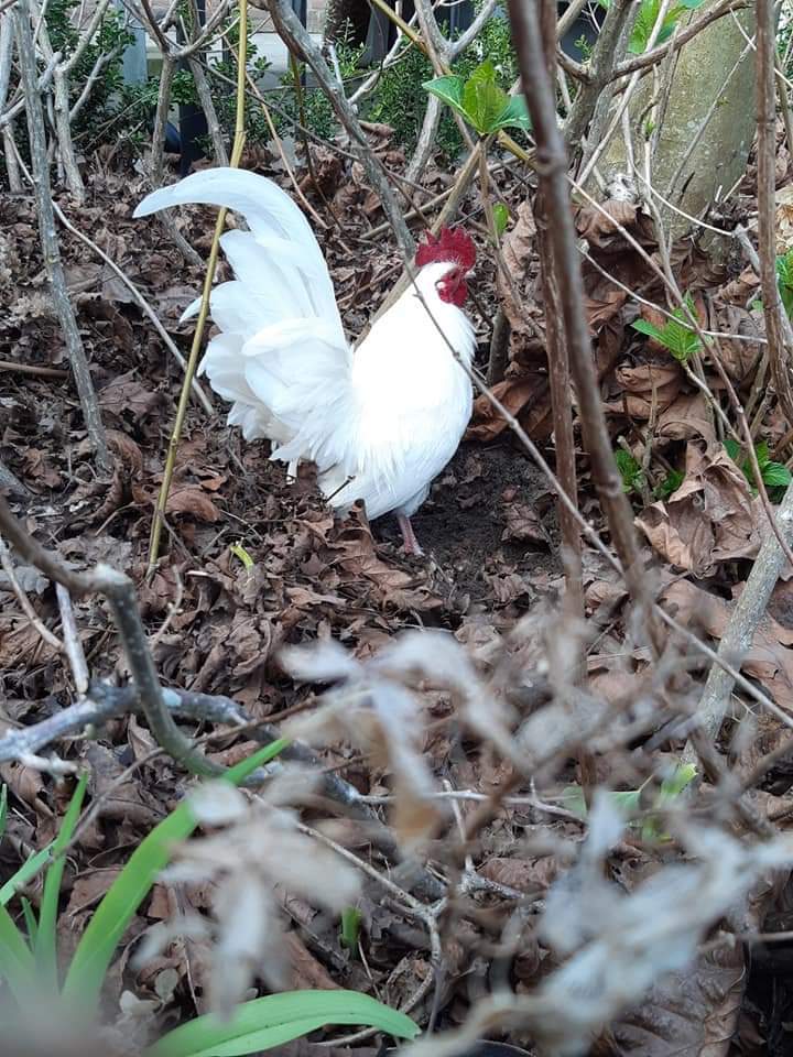 Serama For Sale Chickens Breed Information Omlet 