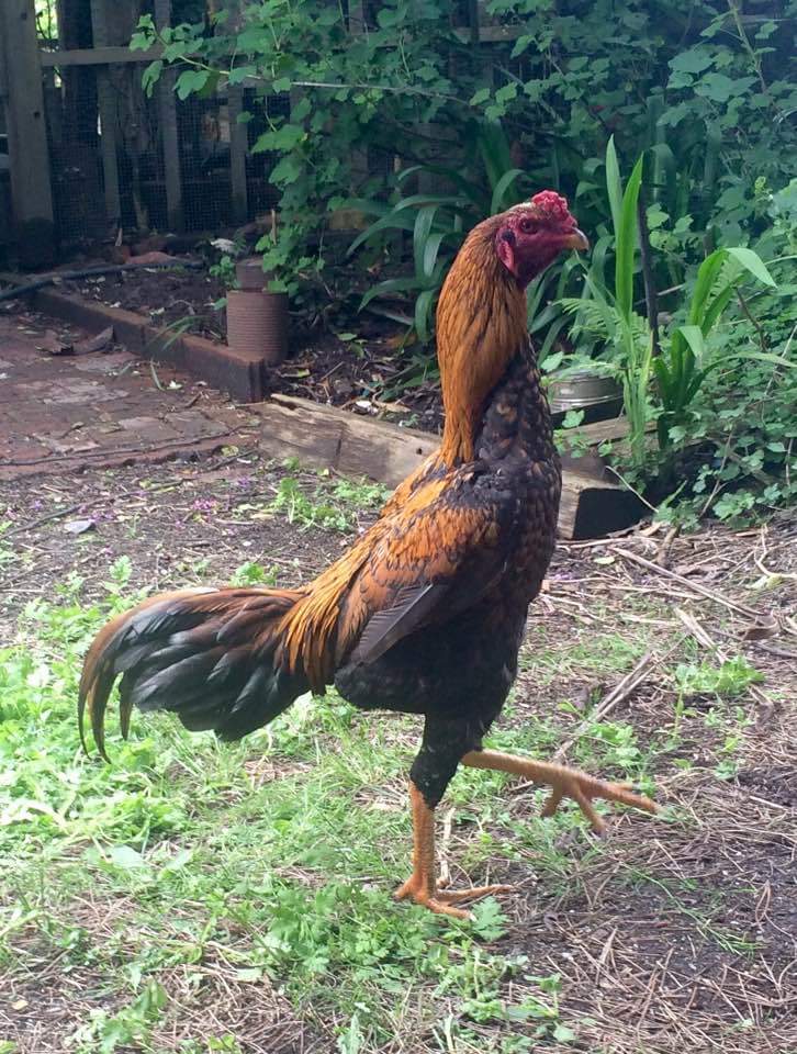 Serama Chickens | Serama For Sale