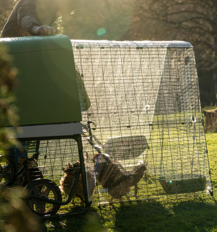 Hens in their Go Up chicken coop protected from the rain with a clear cover