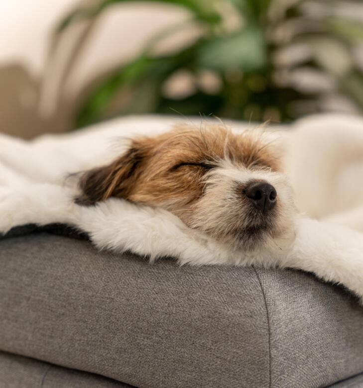 A dog sleeping on the sheepskin blanket