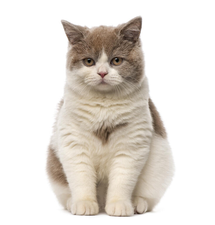 british shorthair bicolour cats
