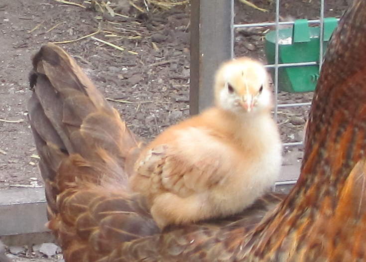 Rhode Island Red Chickens Rhode Island Red For Sale
