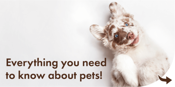 Beautifully Designed Pet Housing by Omlet Beautifully Designed Pet Housing by Omlet