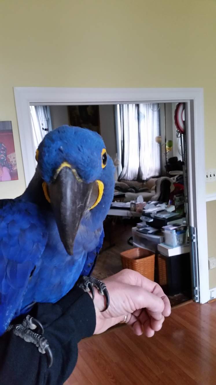 Hyacinth Macaw | Parrots | Breed Information | Omlet