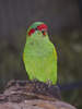 Musk Lorikeet