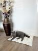 A cat resting on a cooling mat.