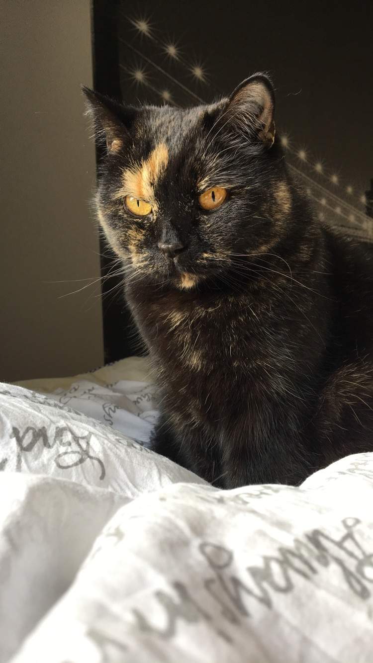 British Shorthair - Tortie Cats