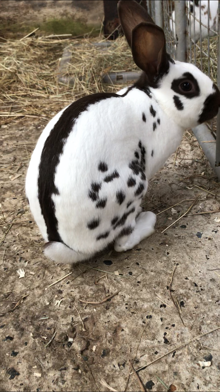 English For Sale Rabbits Breed Information Omlet
