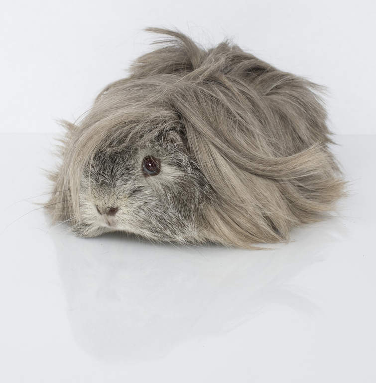 Peruvian For Sale Guinea Pigs Breed Information Omlet