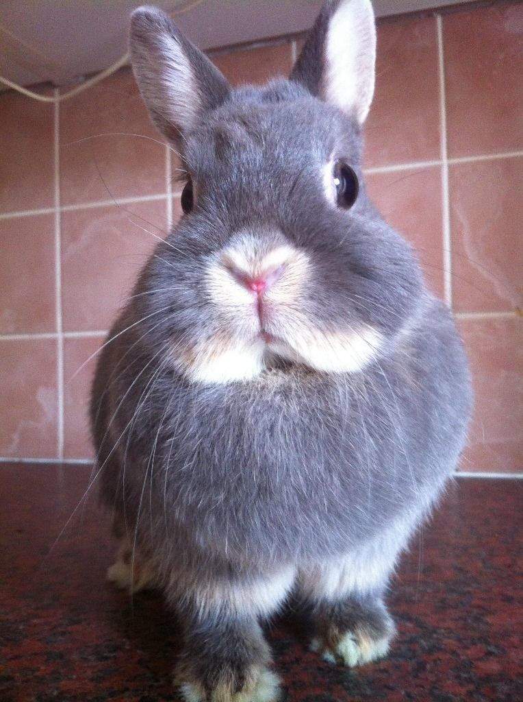 Netherlands Dwarf (Coloured) For Sale Rabbits Breed Information Omlet