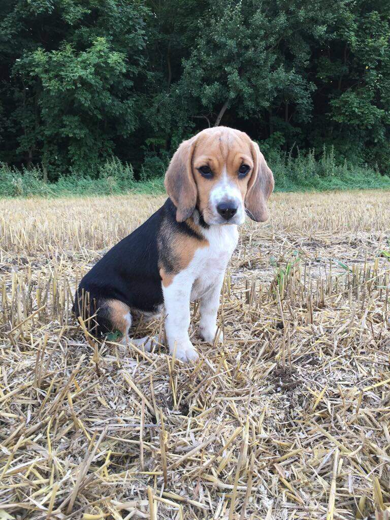 merle beagle