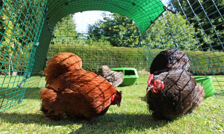 Eglu Go Chicken Coop