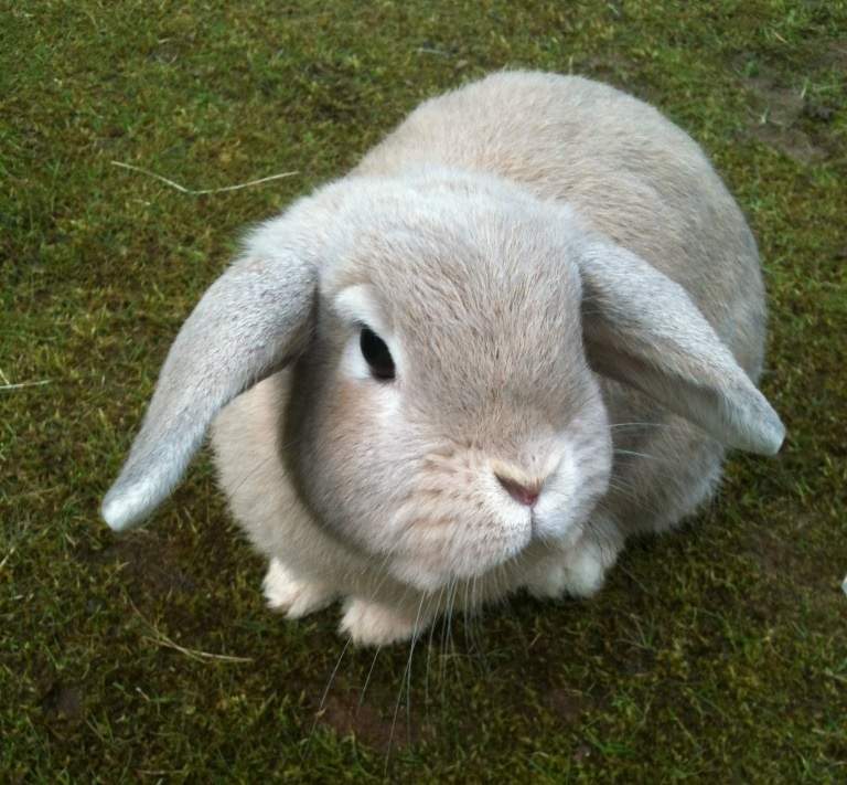 Dwarf Lop Rabbits Dwarf Lop For Sale