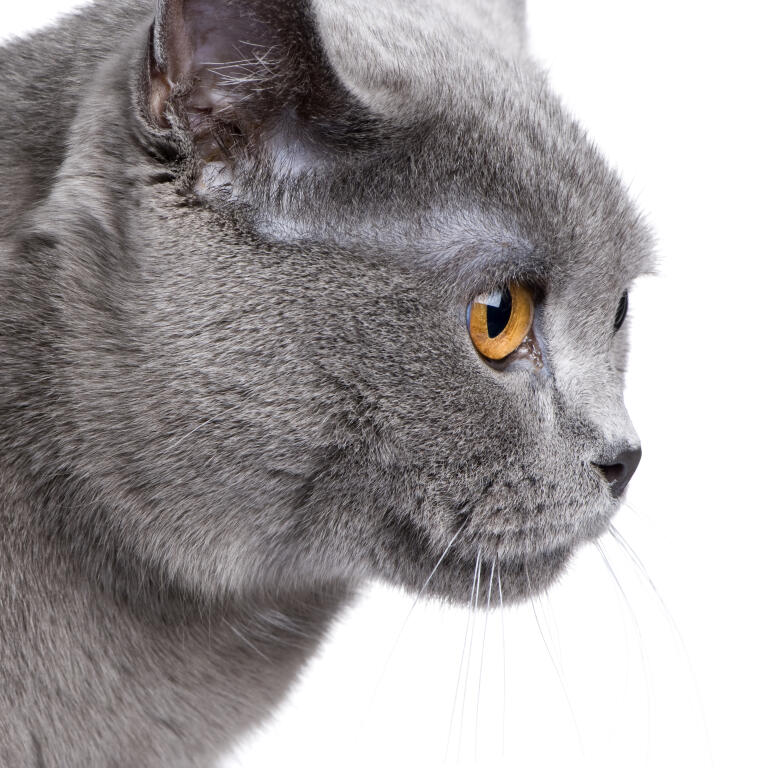 Chartreux Cats Cat Breeds