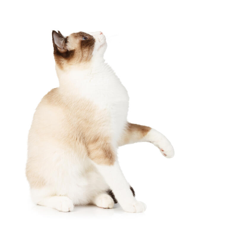 Snowshoe Cats Cat Breeds