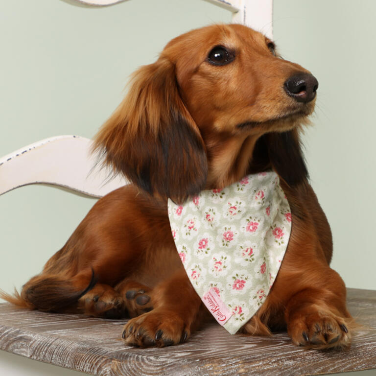 Cath kidston dog bandana clearance