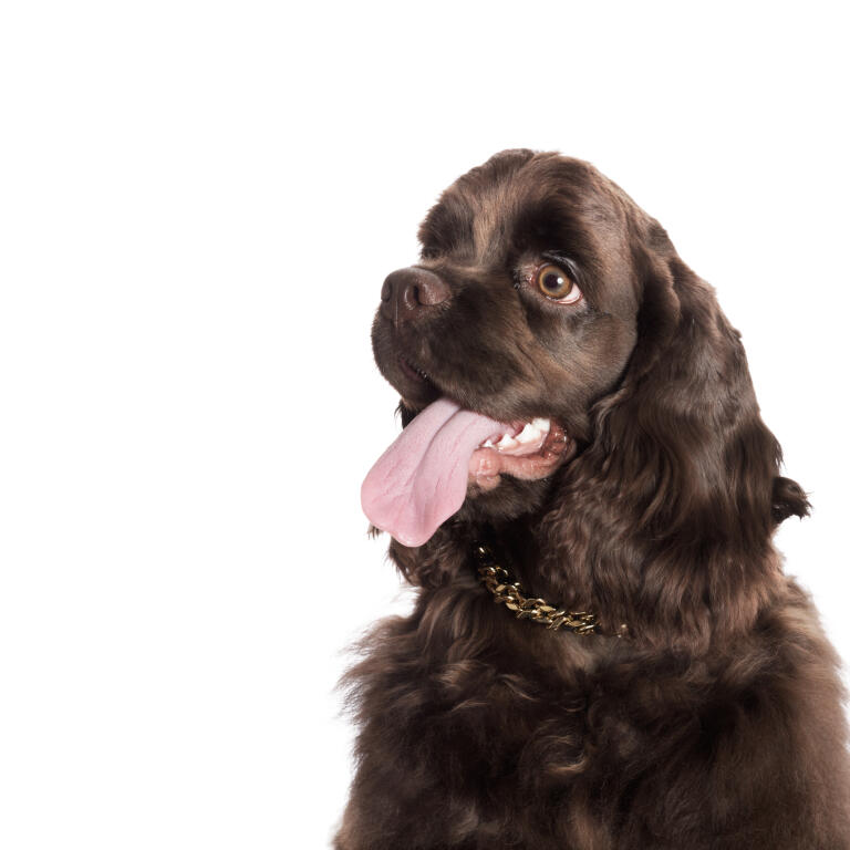 Cocker Spaniel American Dogs Breed Information Omlet