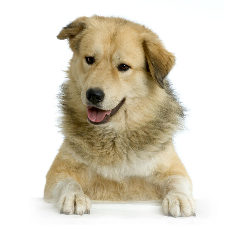 Anatolian Shepherd Dog Dogs Breed Information Omlet
