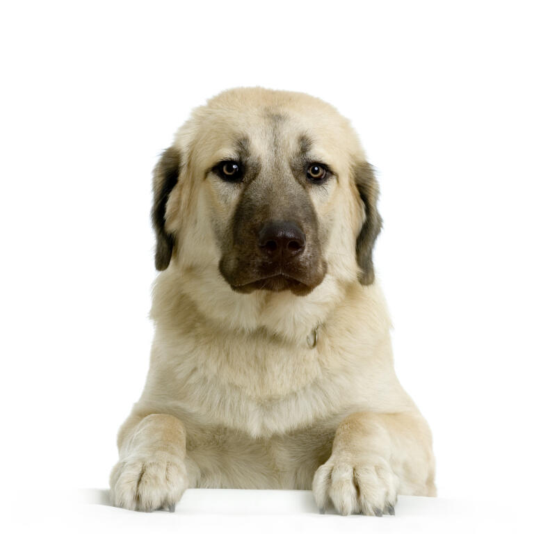 Anatolian Shepherd Dog | Dogs | Breed Information | Omlet