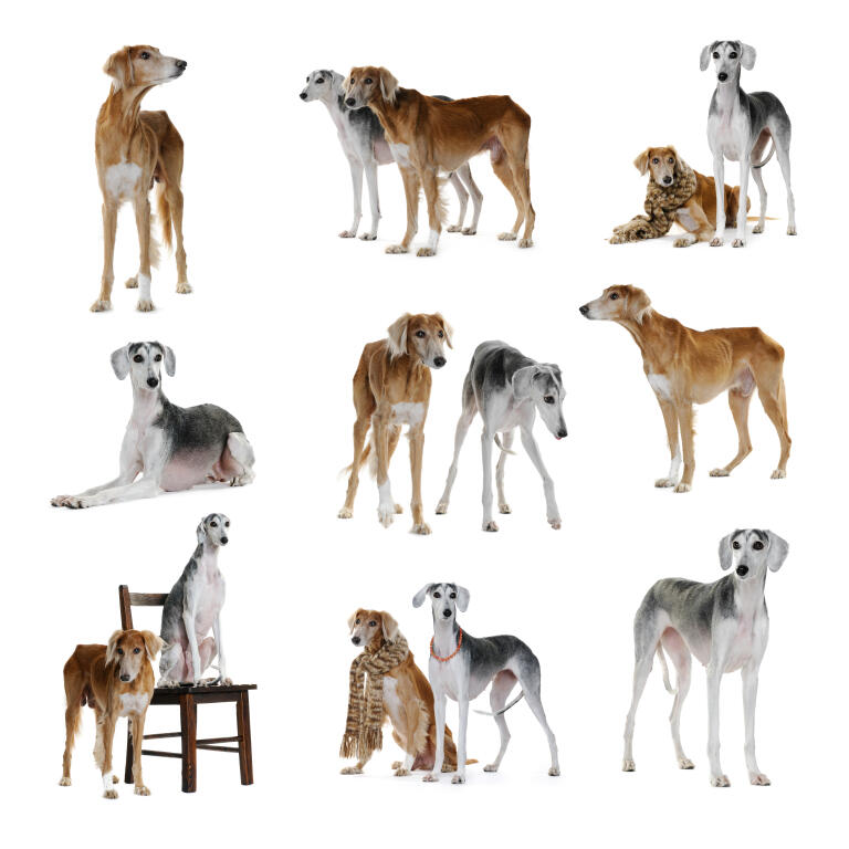 Saluki Dogs Breed Information Omlet