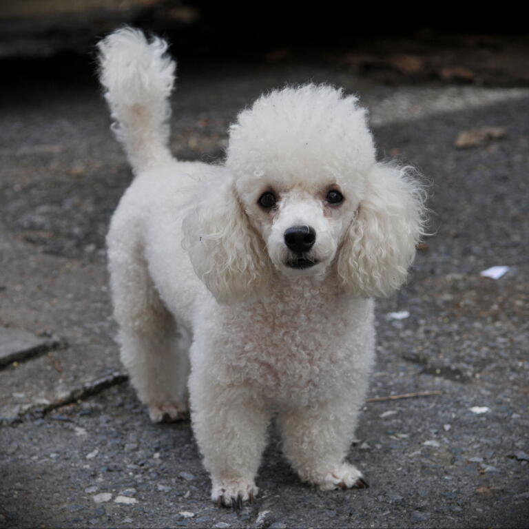 toy poodle tail