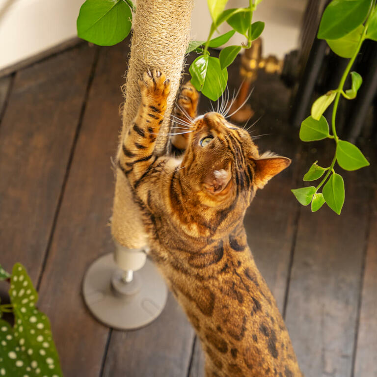 sisal cat tree