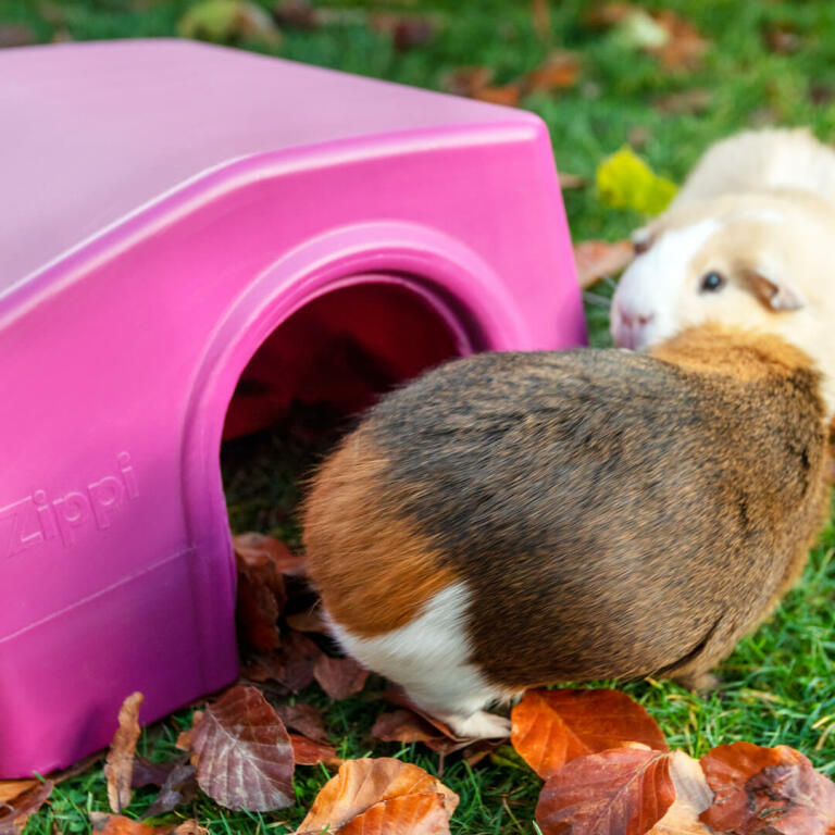 Zippi Guinea Pig Shelter Purple Omlet