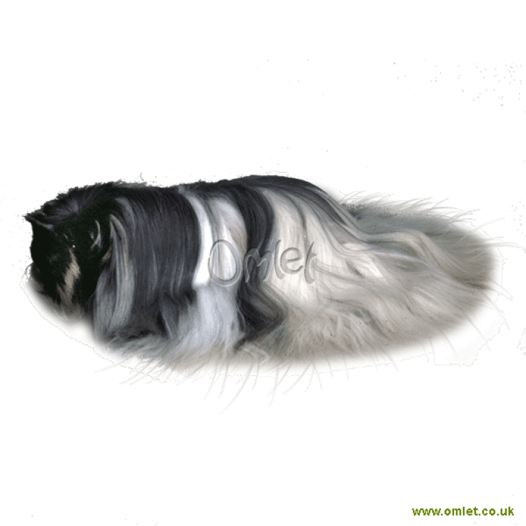 Peruvian guinea discount pig for sale