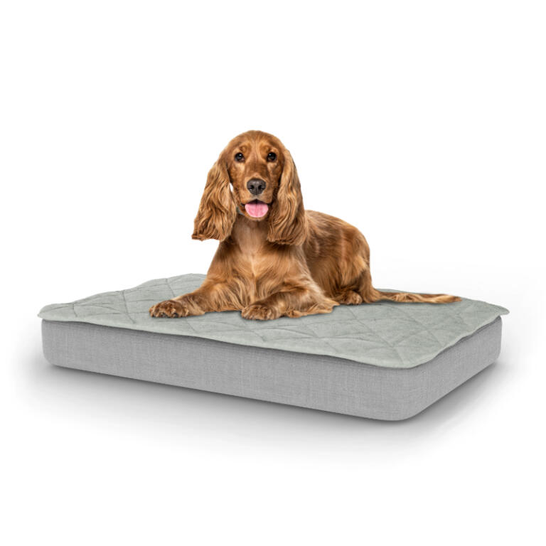 48 x 48 dog bed