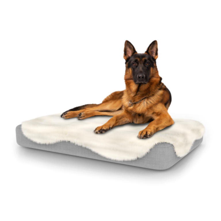 largest dog bed