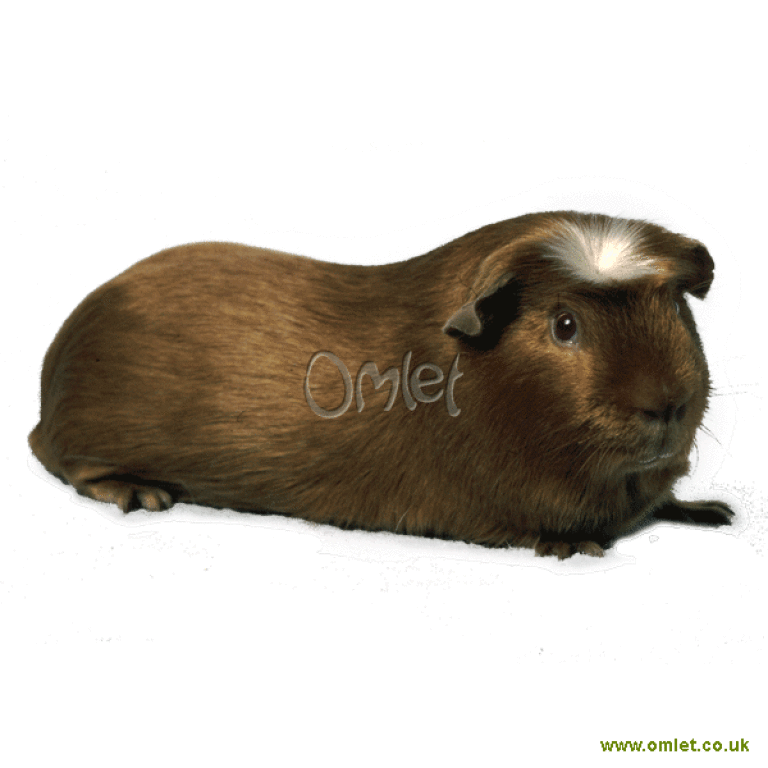 Crested Guinea Pigs Crested For Sale Guinea Pig Breeds
