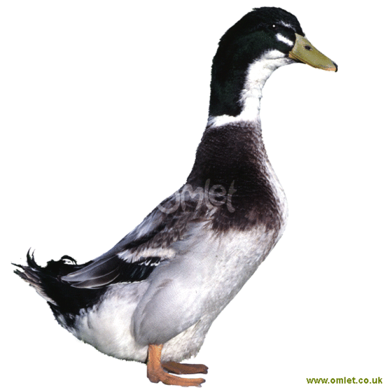 Appleyard Ducks Duck Breeds