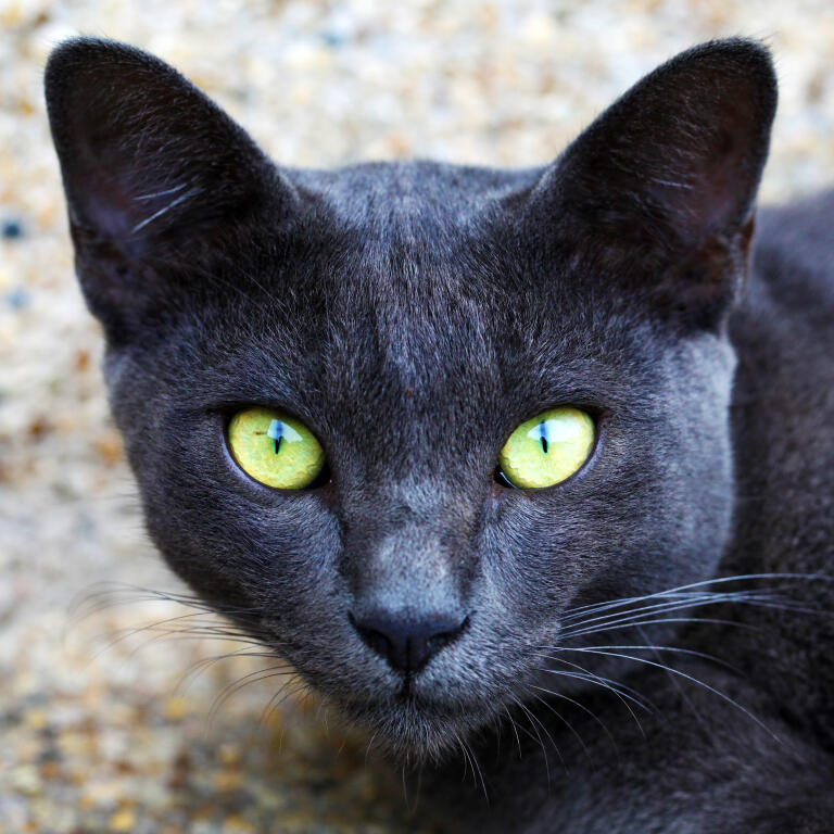 Korat | Cats | Breed Information | Omlet