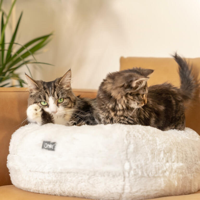 cat cushion bed