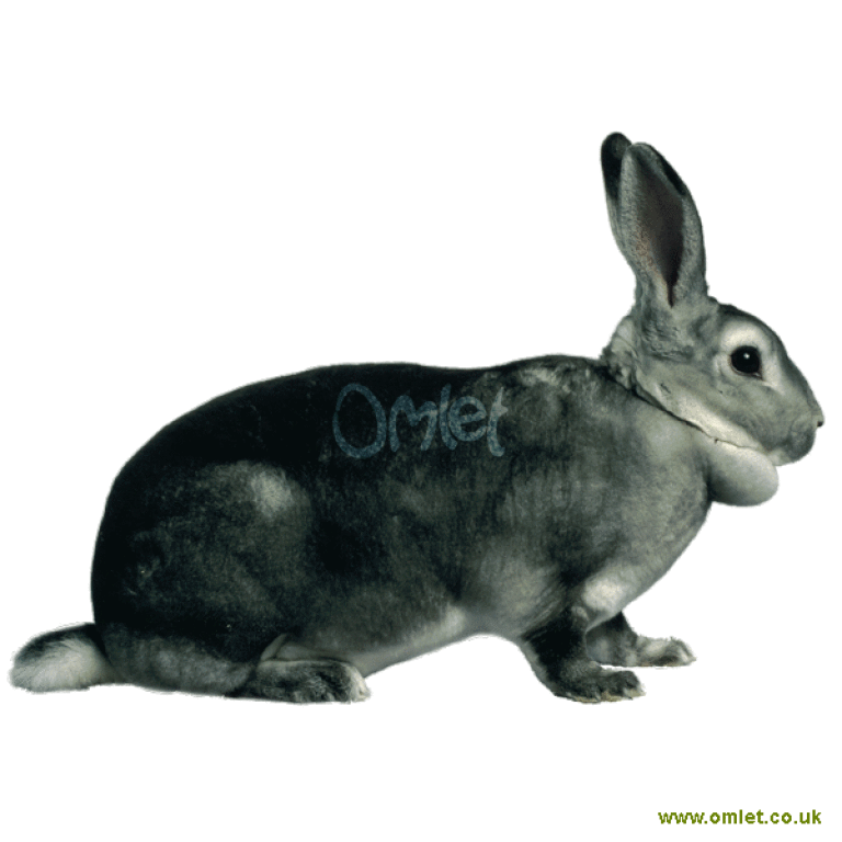 Chinchilla rabbit for sale sales