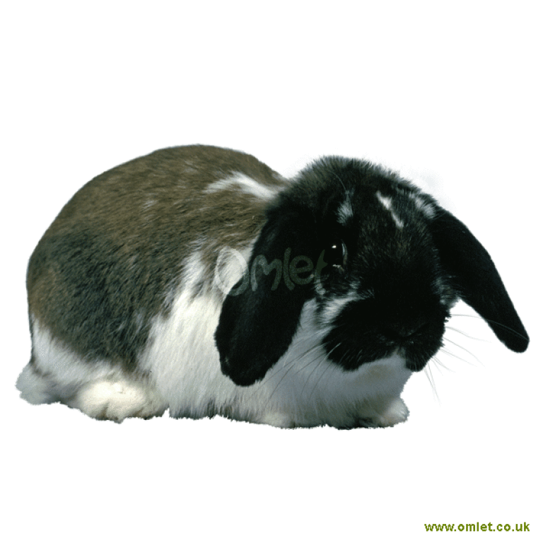 Dwarf lop eared sales bunnies for sale