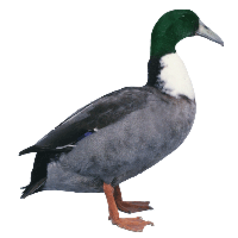 Hook Bill Ducks Duck Breeds
