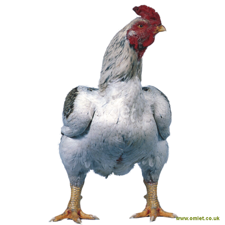 Indian Game Chickens Indian Game For Sale Chicken Breeds Indian Game Chickens Indian Game For Sale Chicken Breeds